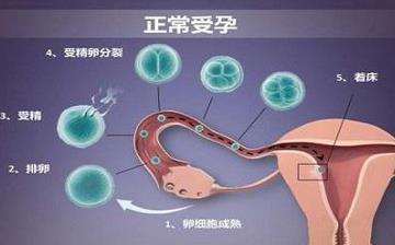 【著床】受精卵著床癥狀_著床晚是什么原因_著床需要幾天_著床出血跟月經的區別