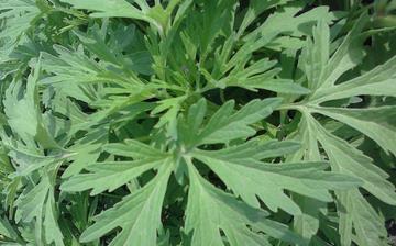 【菊花腦】菊花腦的營養價值_菊花腦怎么做好吃_菊花腦的做法大全