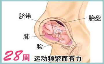 【懷孕28周】懷孕28周癥狀_懷孕28周胎兒變化_媽媽狀態_懷孕28周注意事項 【懷孕28周】懷孕28周癥狀_懷孕28周胎兒變化_媽媽狀態_懷孕28周注意事項