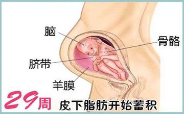 【懷孕29周】懷孕29周癥狀_懷孕29周胎兒變化_媽媽狀態_懷孕29周注意事項