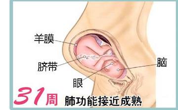 【懷孕31周】懷孕31周發育指標_懷孕31周胎兒變化_媽媽狀態_懷孕31周注意事項