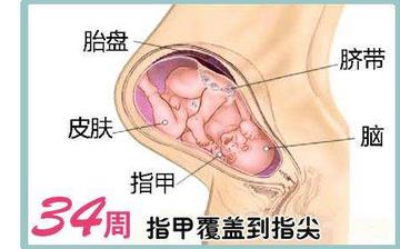 【懷孕34周】懷孕34周發育指標_懷孕34周胎兒變化_媽媽狀態_懷孕34周注意事項