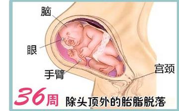 【懷孕36周】懷孕36周發(fā)育指標(biāo)_懷孕36周胎兒變化_媽媽狀態(tài)_懷孕36周注意事項 【懷孕36周】懷孕36周發(fā)育指標(biāo)_懷孕36周胎兒變化_媽媽狀態(tài)_懷孕36周注意事項