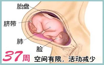 【懷孕37周】懷孕37周發育指標檢查_懷孕37周胎兒變化_媽媽狀態_懷孕37周注意事項