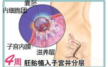【懷孕4周】早孕4周癥狀_懷孕4周胎兒圖片_懷孕4周吃什么補身體