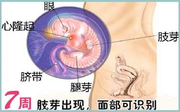 【懷孕7周】早孕7周癥狀_懷孕7周胎兒圖片_懷孕7周吃什么補身體