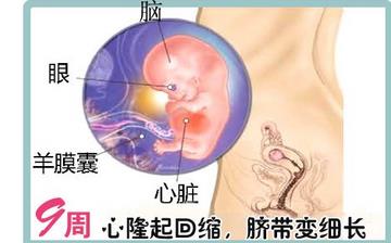 【懷孕9周】早孕9周癥狀_懷孕9周胎兒圖片_懷孕9周吃什么補身體