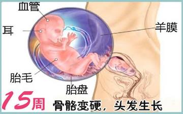 【懷孕15周】懷孕15周癥狀_懷孕15周胎兒圖片_B超數據_懷孕15周吃什么補身體