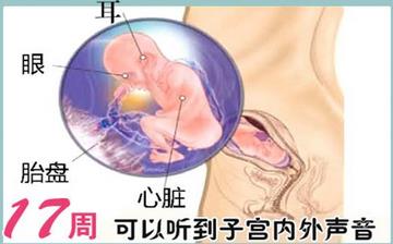 【懷孕17周】懷孕17周癥狀_懷孕17周胎兒圖片_B超數(shù)據(jù)_懷孕17周吃什么補身體