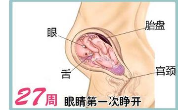 【懷孕27周】懷孕27周癥狀_懷孕27周胎兒變化_媽媽狀態_懷孕27周注意事項