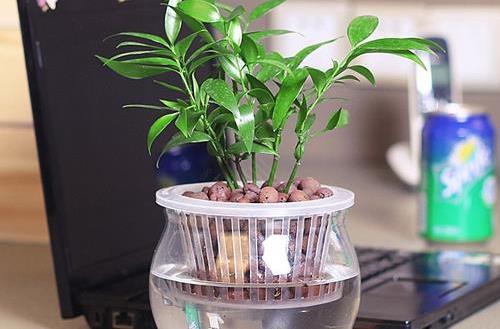 水培植物的養護技巧 養護水培植物的注意事項