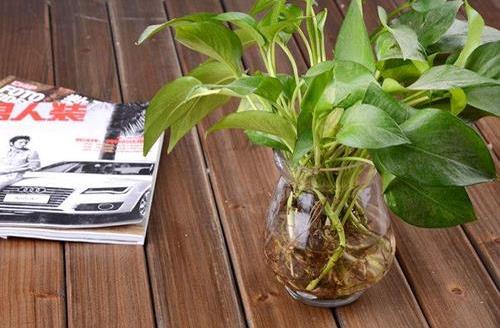 水培植物的養護技巧 養護水培植物的注意事項