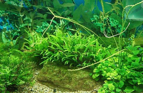 水草是什么？水草的種類和特征