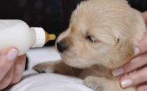 沒(méi)斷奶的小狗怎么照顧？仔犬飼養(yǎng)方法