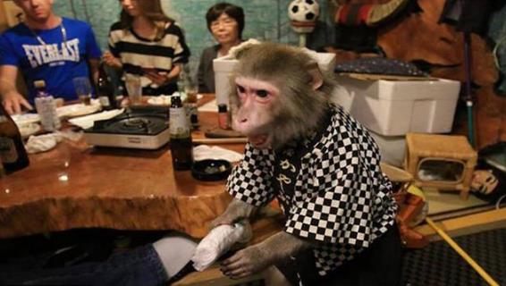 日本最火爆的餐廳之一 猴子當服務生，報酬只要香蕉