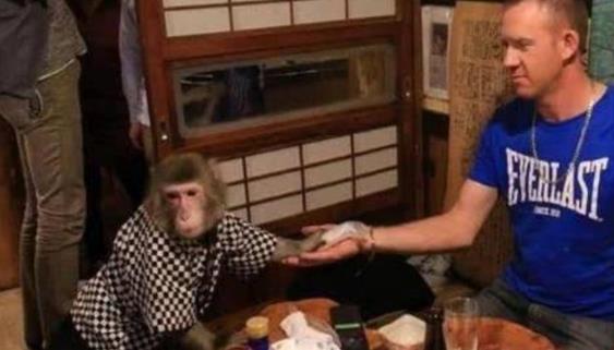 日本最火爆的餐廳之一 猴子當服務生，報酬只要香蕉