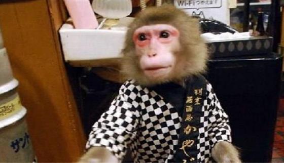 日本最火爆的餐廳之一 猴子當服務生，報酬只要香蕉
