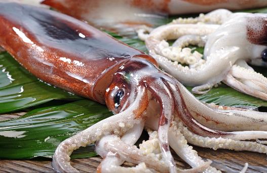 魷魚、花枝和軟絲傻傻分不清？教你一招來辨認