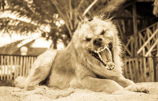 認(rèn)識(shí)狂犬病，多一份認(rèn)知就少點(diǎn)恐慌。