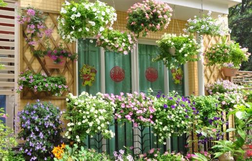 室內養花的技巧 你要懂的