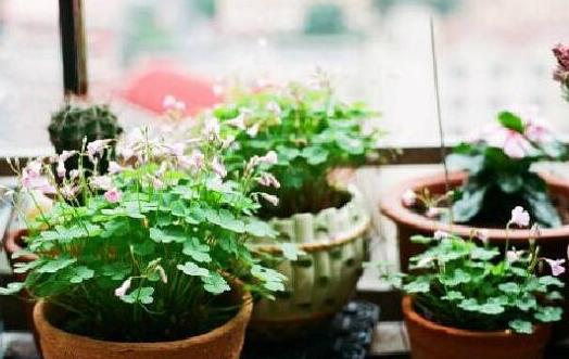 室內養花的技巧 你要懂的
