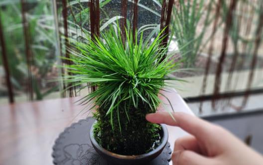 室內養花的技巧 你要懂的