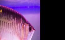 不同的觀賞魚有不同的意義 家養觀賞魚的飼養方法