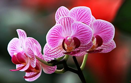 畏寒花卉春季出室的經(jīng)驗(yàn) 掌握花卉的生長規(guī)律是關(guān)鍵