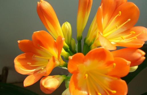 在家想養(yǎng)花就選這3種 開(kāi)花長(zhǎng)達(dá)100天