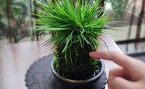 ?植物栽種之前給土壤進行消毒 家庭養花土壤消毒的方法