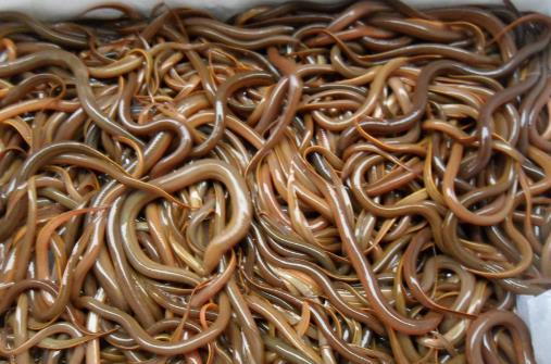 吃泥鰍到底用不用去內臟？有哪些功