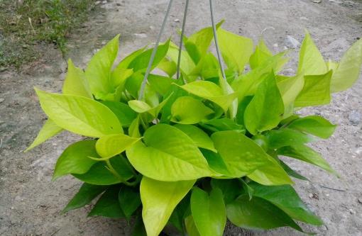 哪種花最好養(yǎng)？6種花，耐干旱、好養(yǎng)活，開花還美艷