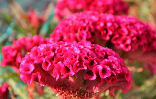 哪種花最好養(yǎng)？6種花，耐干旱、好養(yǎng)活，開花還美艷
