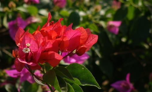 哪種花最好養(yǎng)？6種花，耐干旱、好養(yǎng)活，開花還美艷