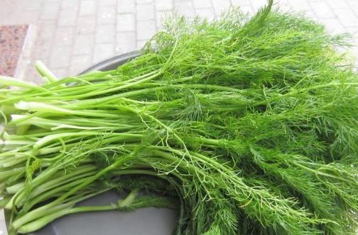 茴香價格便宜，營養并不少，可是營養師提醒，用茴香做餡