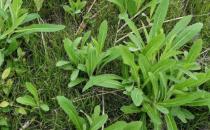 ?苦菜能補(bǔ)血消暑清熱解毒 紫花苦菜泡水喝的使用禁忌