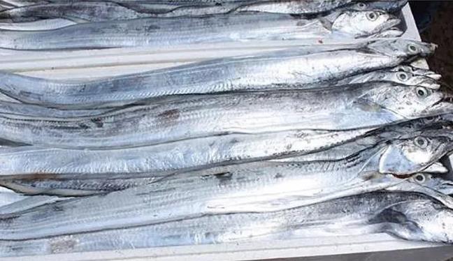甲醛浸泡過的帶魚一碰熱油就扭曲、炸裂“開花”，千萬別買別吃