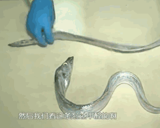 甲醛浸泡過的帶魚一碰熱油就扭曲、炸裂“開花”，千萬別買別吃