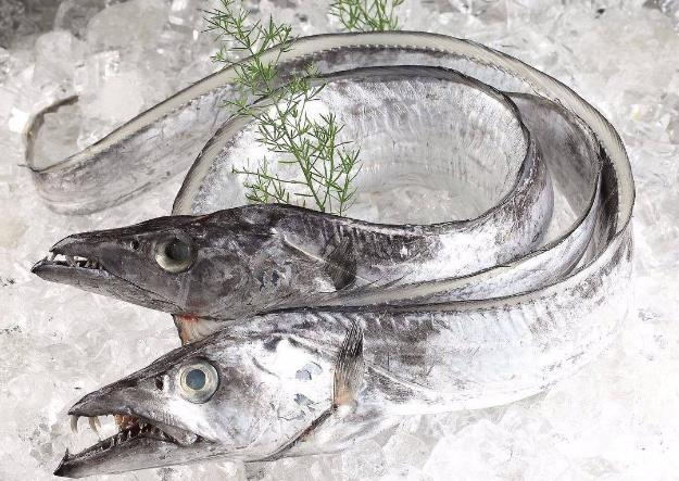為什么帶魚不能人工養殖？帶魚是深海魚嗎？有什么營養價值