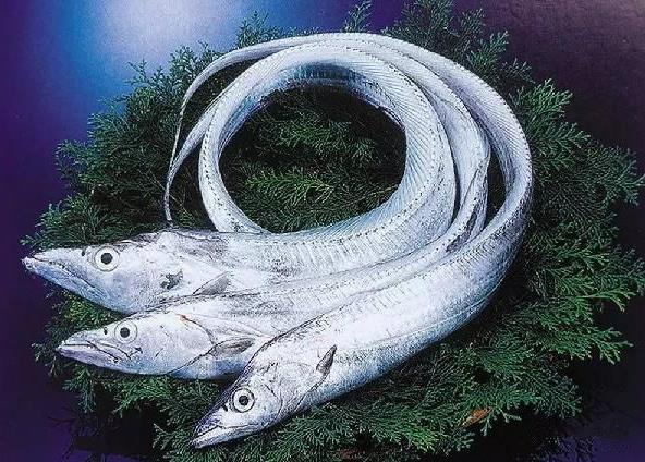 為什么帶魚不能人工養殖？帶魚是深海魚嗎？有什么營養價值