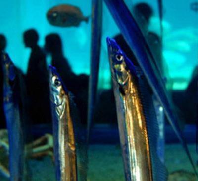 為什么帶魚不能人工養殖？帶魚是深海魚嗎？有什么營養價值