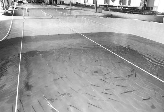 為什么帶魚不能人工養殖？帶魚是深海魚嗎？有什么營養價值