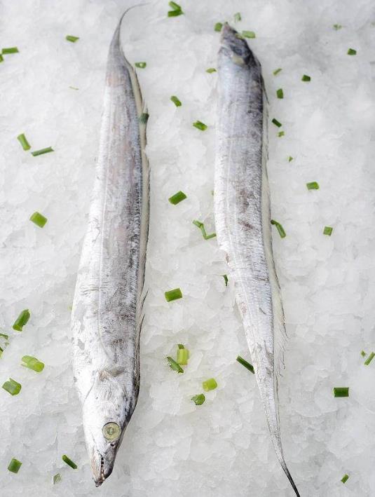 為什么帶魚不能人工養殖？帶魚是深海魚嗎？有什么營養價值