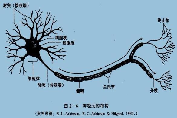 為什么你不記得嬰幼兒時期發生的事情？記憶會一直保留到離開人世嗎