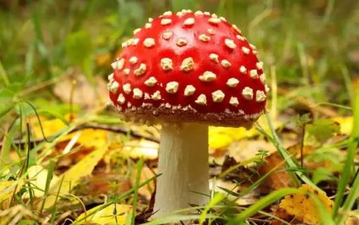 吃蘑菇中毒為什么會(huì)出現(xiàn)幻覺(jué) 毒蘑菇怎樣吃才不中毒